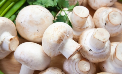 The equipment of a mushroom growing farm determines its viability