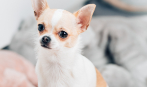 Chihuahua - the smallest dog breed in the world